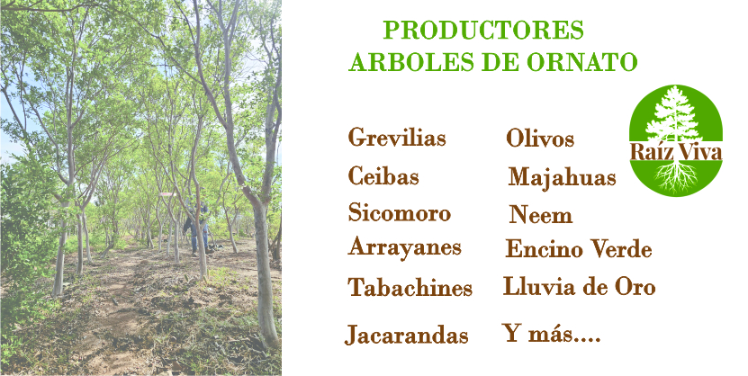 www.arbolesgdl.com