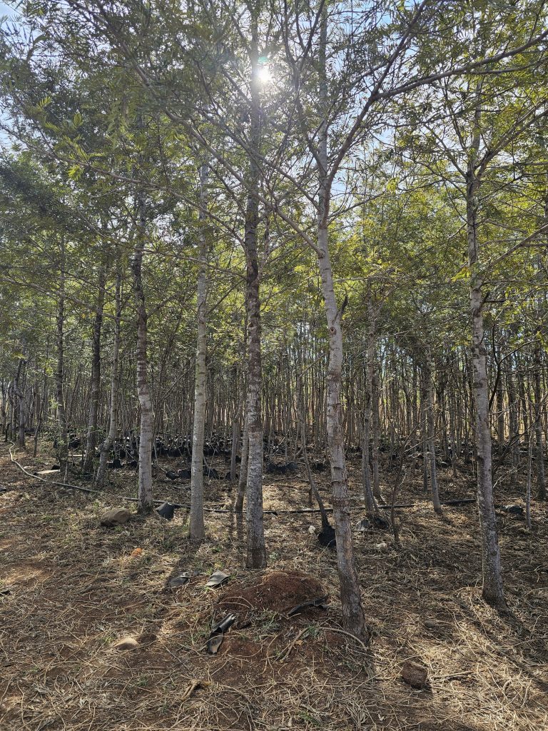 GREVILIAS