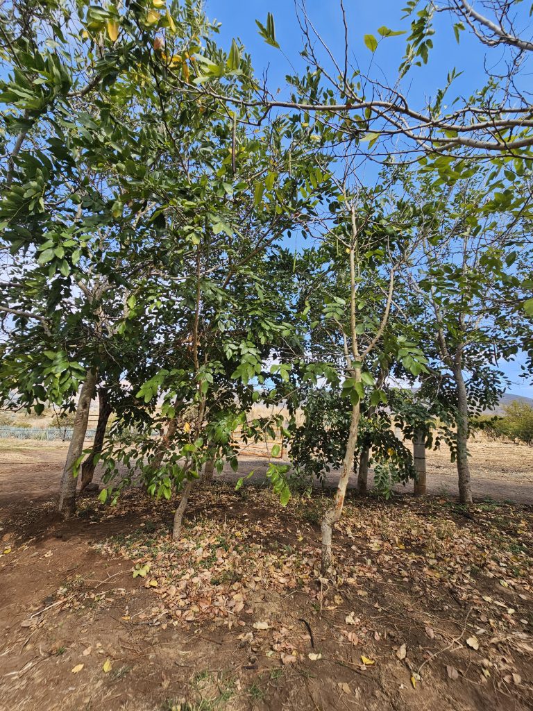 LLUVIA DE ORO