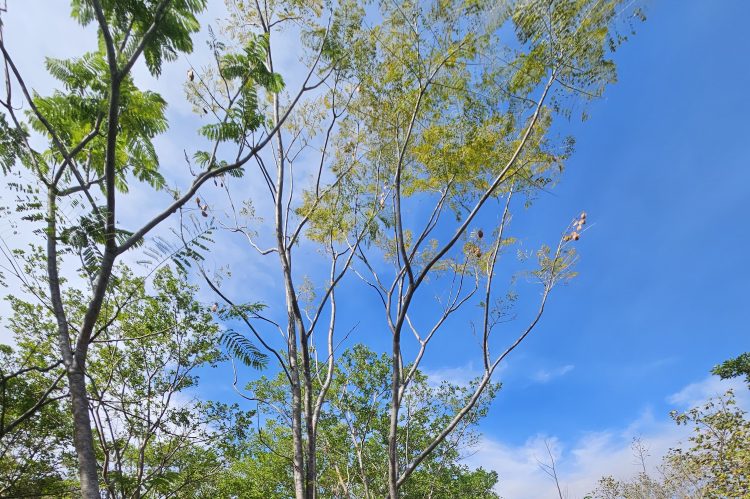 TABACHIN