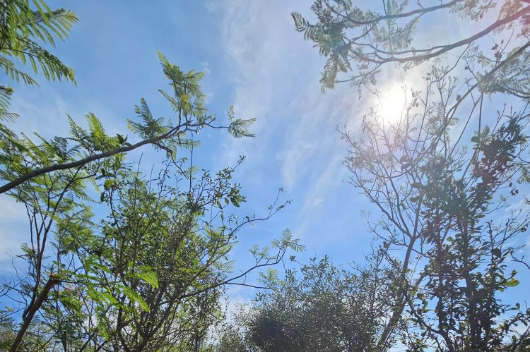 ENCINO VERDE