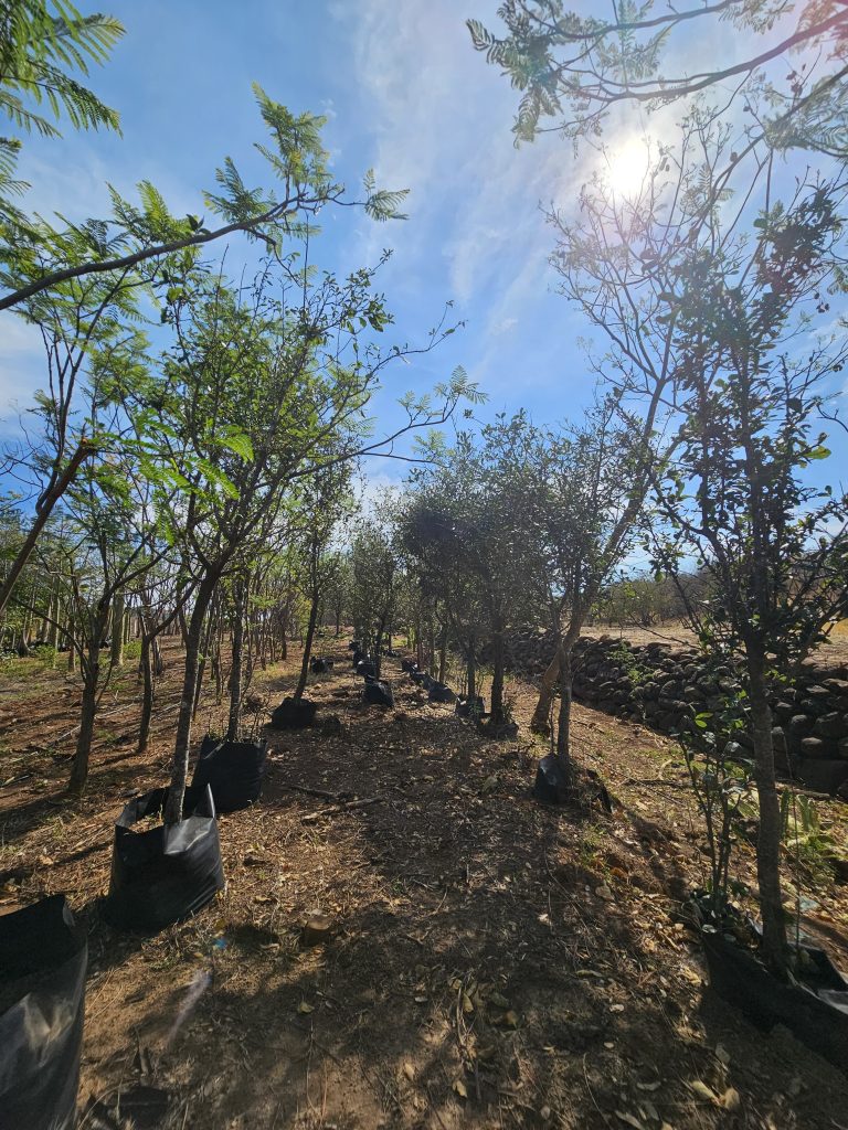 ENCINO VERDE