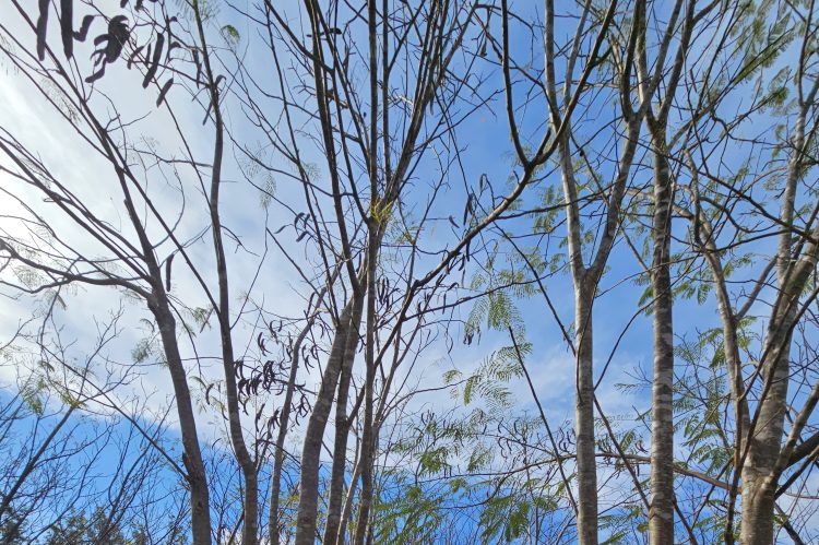 JACARANDAS